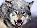 [Нажмите для просмотра]